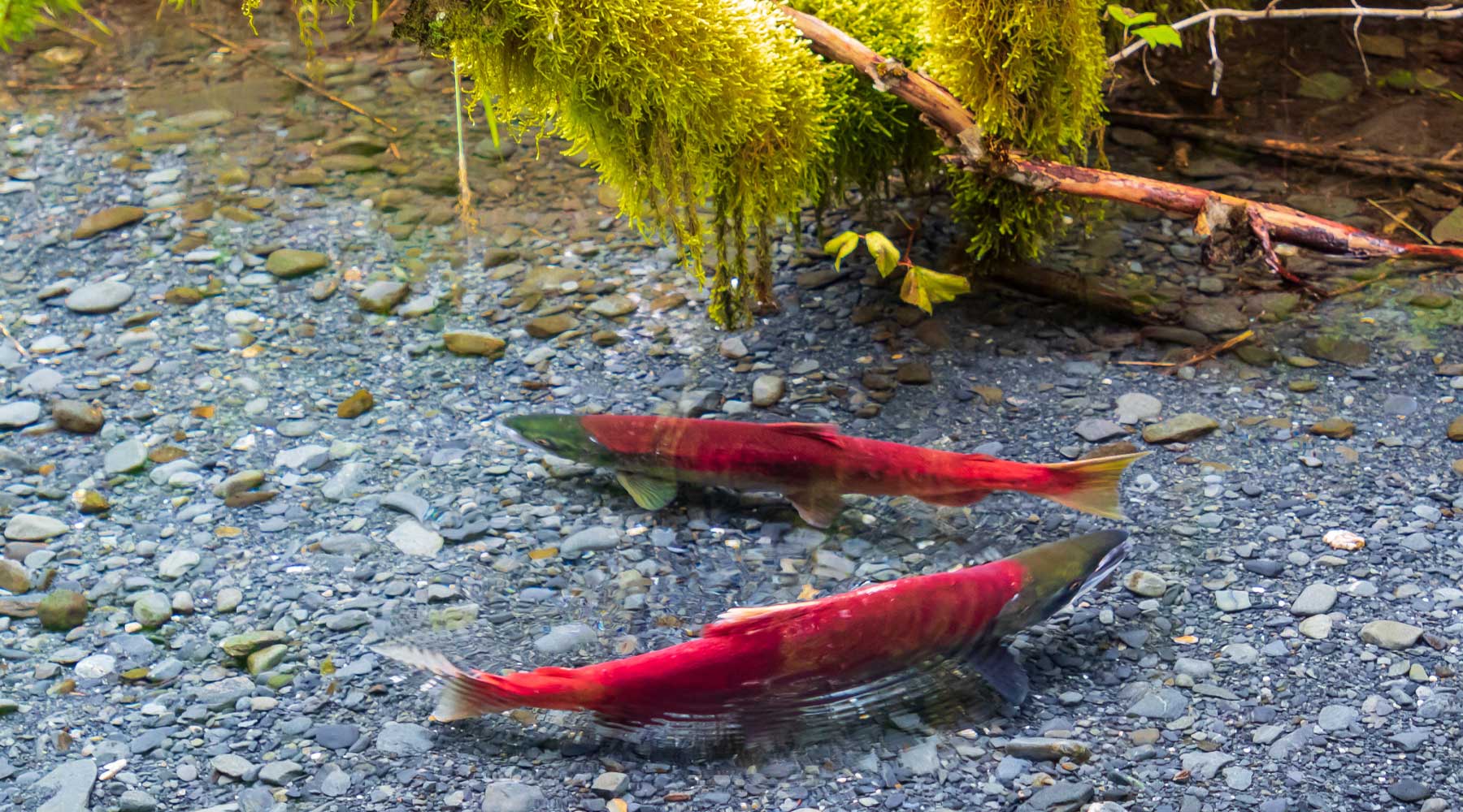 adams_river_salmon_run_post Adams River Salute to the Sockeye Festival