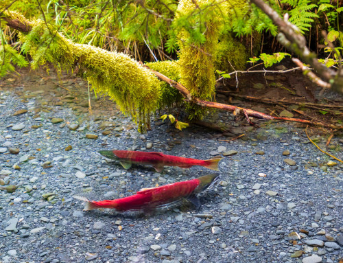 2026 Salute to the Sockeye Festival